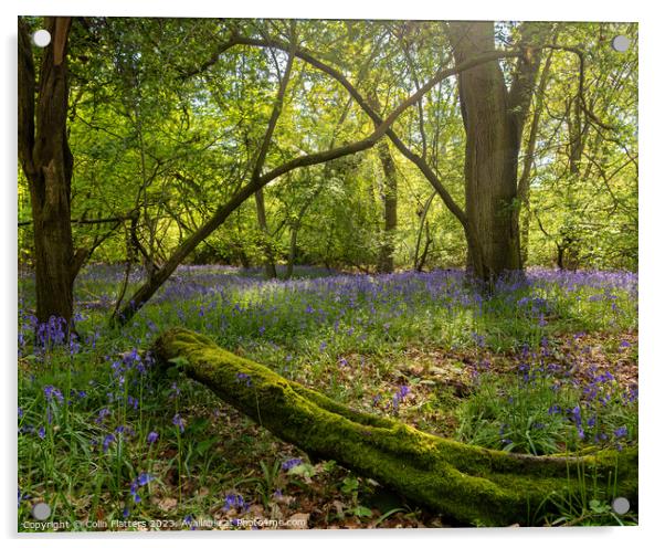 Enchanted Bluebell Woodland Acrylic by Colin Flatters