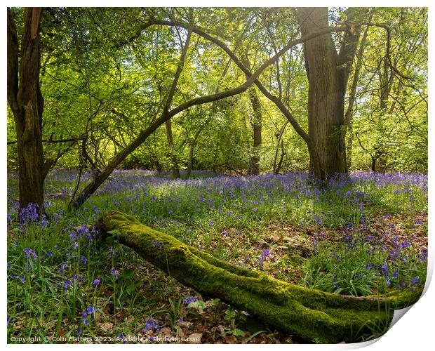 Enchanted Bluebell Woodland Print by Colin Flatters