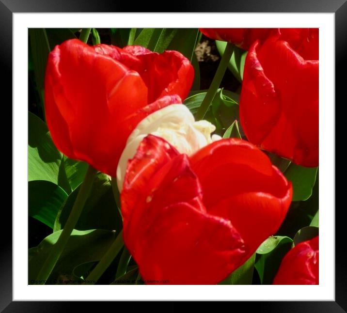 Red tulips Framed Mounted Print by Stephanie Moore