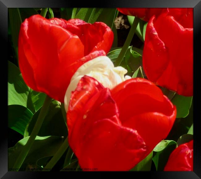 Red tulips Framed Print by Stephanie Moore