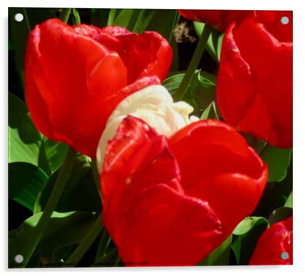 Red tulips Acrylic by Stephanie Moore