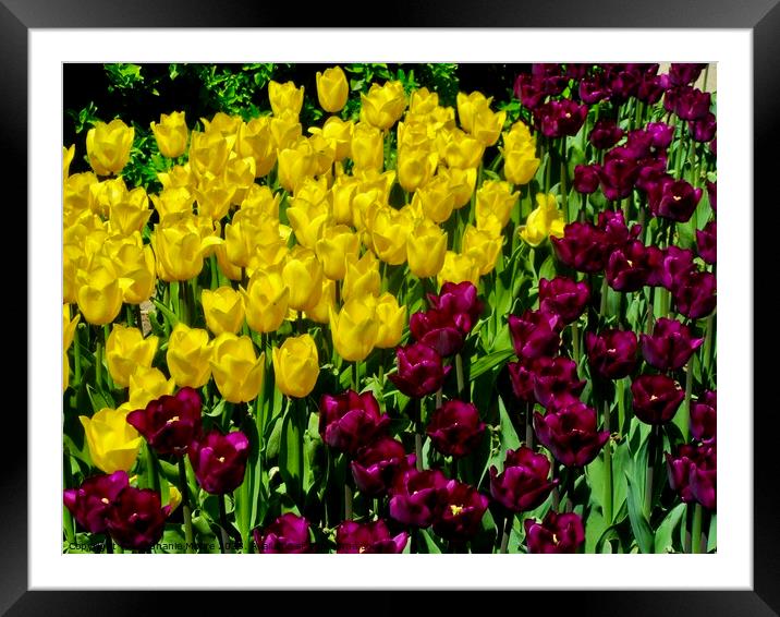 Tulips Framed Mounted Print by Stephanie Moore