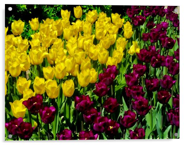 Tulips Acrylic by Stephanie Moore