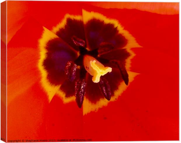Red tulip Canvas Print by Stephanie Moore