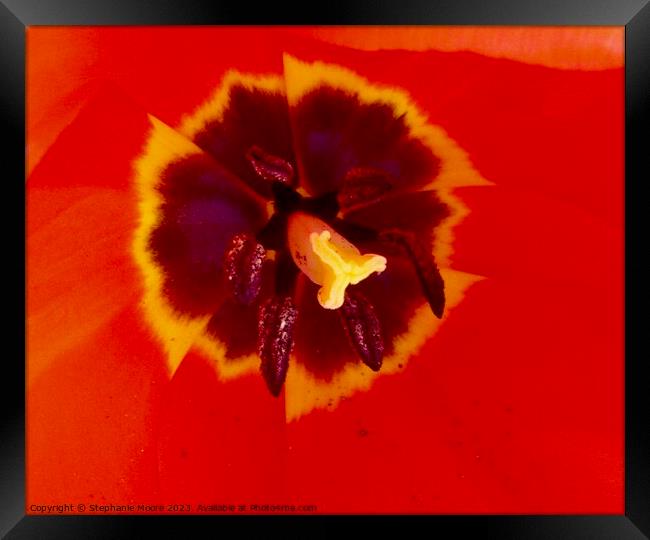 Red tulip Framed Print by Stephanie Moore