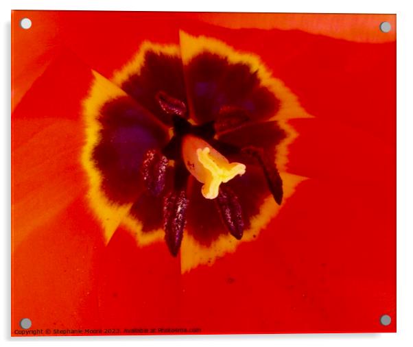 Red tulip Acrylic by Stephanie Moore