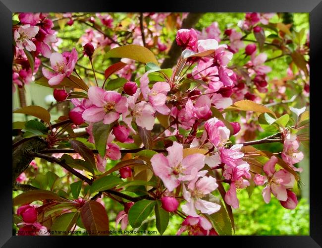 Pink apple blossoms Framed Print by Stephanie Moore
