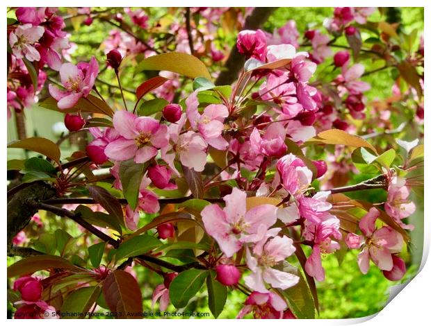 Pink apple blossoms Print by Stephanie Moore