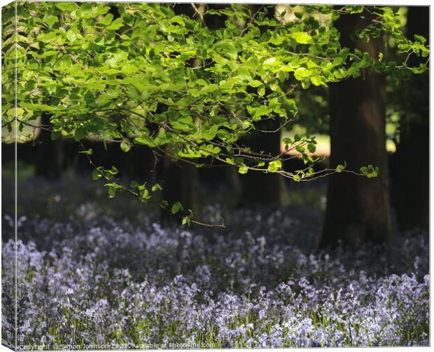 Plant tree Canvas Print by Simon Johnson