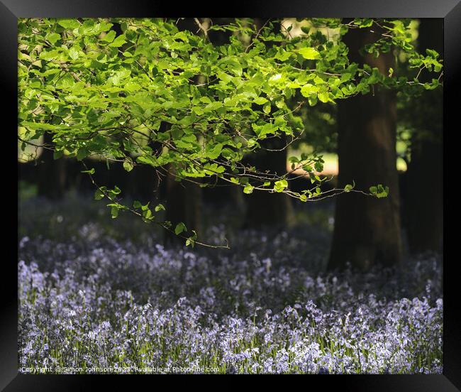 Plant tree Framed Print by Simon Johnson