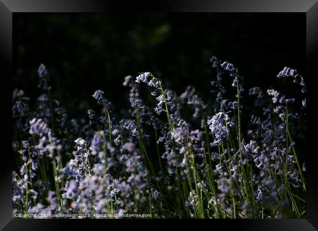 A close up of a flower Framed Print by Simon Johnson