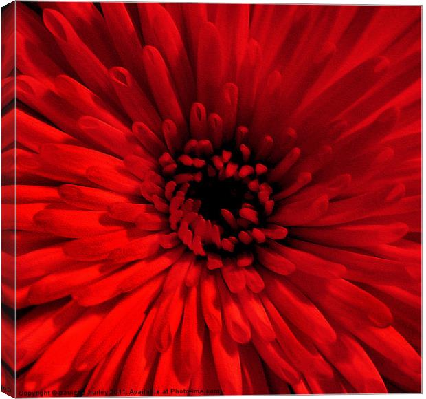 Red Chrysanthemum Canvas Print by paulette hurley