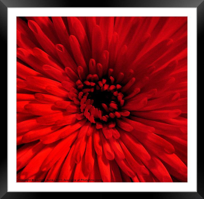 Red Chrysanthemum Framed Mounted Print by paulette hurley