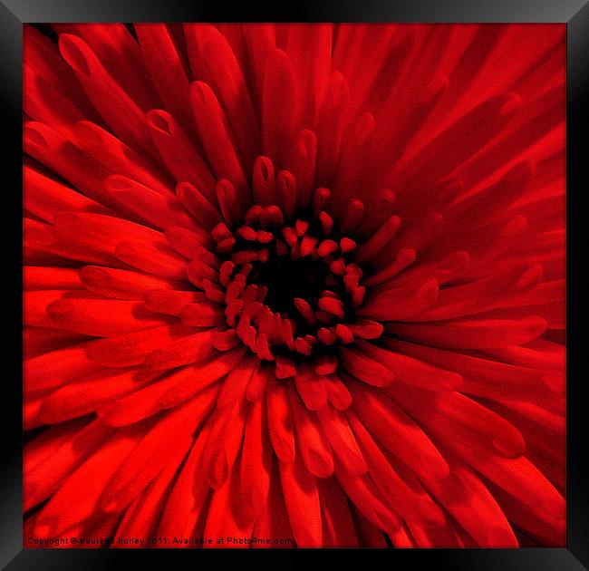 Red Chrysanthemum Framed Print by paulette hurley