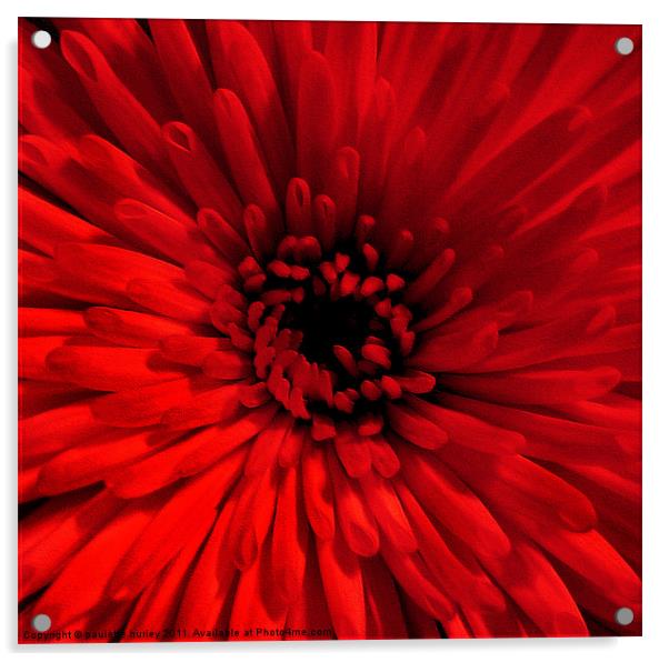 Red Chrysanthemum Acrylic by paulette hurley