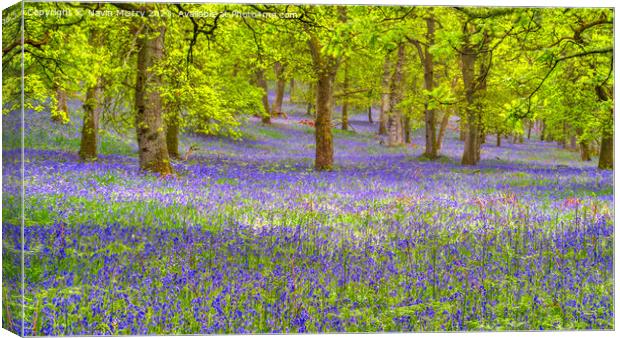Bluebell Woods, Perthshire Canvas Print by Navin Mistry