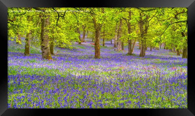 Bluebell Woods, Perthshire Framed Print by Navin Mistry