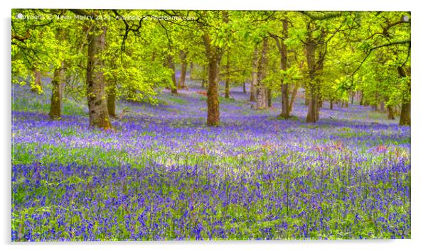 Bluebell Woods, Perthshire Acrylic by Navin Mistry