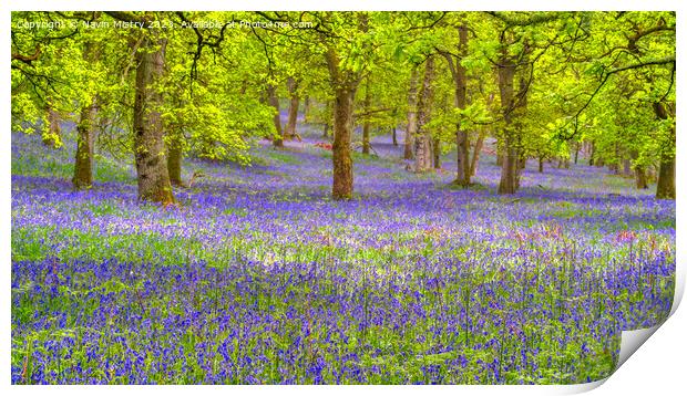 Bluebell Woods, Perthshire Print by Navin Mistry
