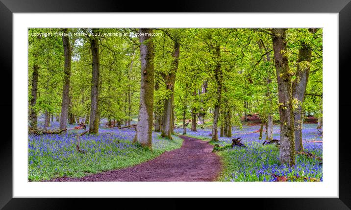 A path through the Bluebell Woods, Perthshire Framed Mounted Print by Navin Mistry