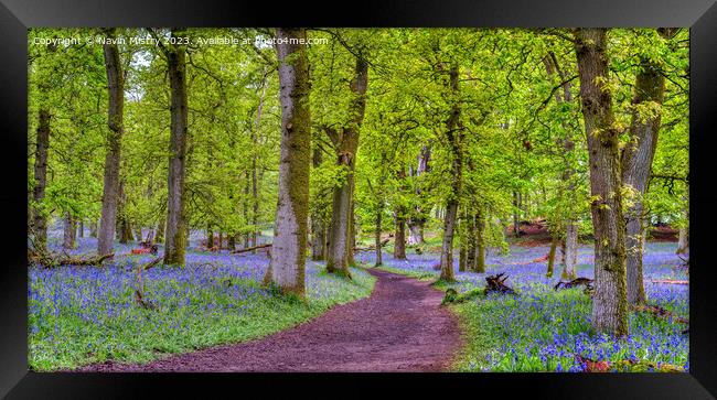 A path through the Bluebell Woods, Perthshire Framed Print by Navin Mistry