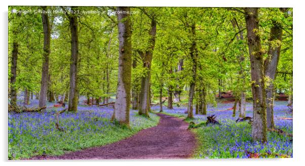 A path through the Bluebell Woods, Perthshire Acrylic by Navin Mistry