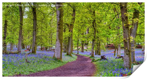 A path through the Bluebell Woods, Perthshire Print by Navin Mistry