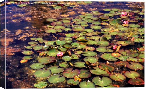 Pond full of water lilies Canvas Print by Derek Daniel