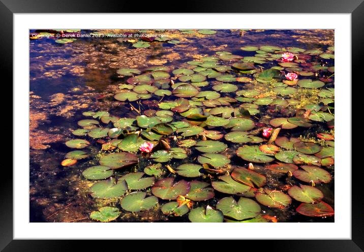 Pond full of water lilies Framed Mounted Print by Derek Daniel