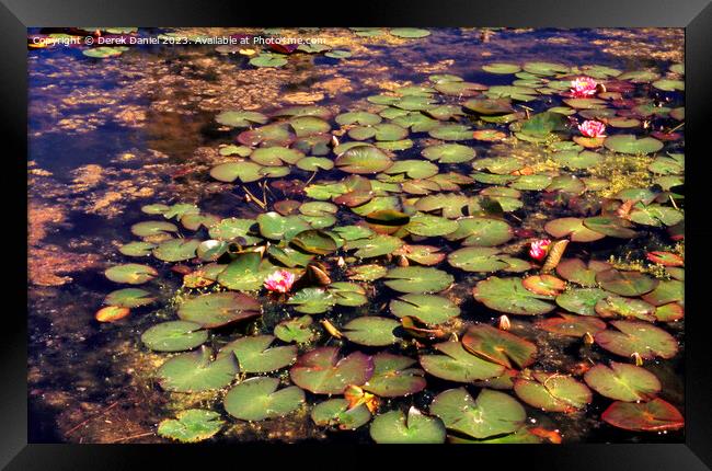 Pond full of water lilies Framed Print by Derek Daniel