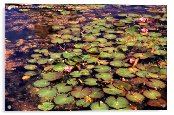Pond full of water lilies Acrylic by Derek Daniel