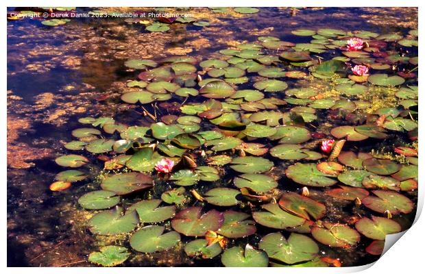 Pond full of water lilies Print by Derek Daniel