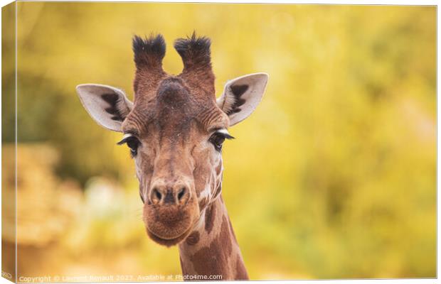 Portrait of giraffe over yellow blurry background Canvas Print by Laurent Renault