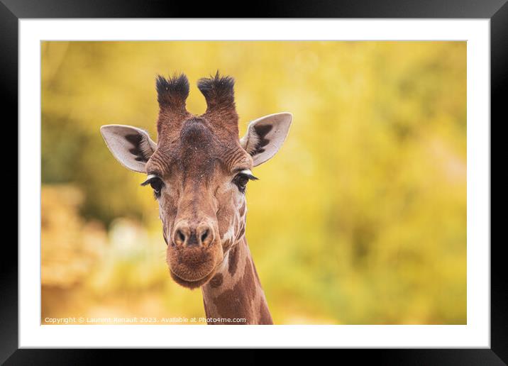Portrait of giraffe over yellow blurry background Framed Mounted Print by Laurent Renault