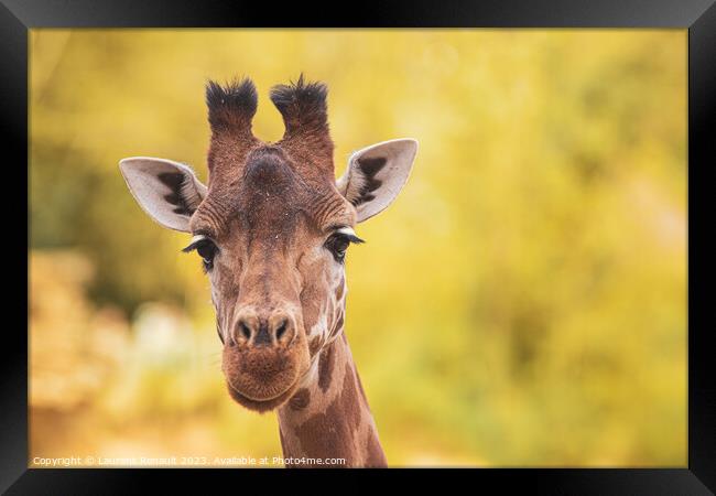 Portrait of giraffe over yellow blurry background Framed Print by Laurent Renault