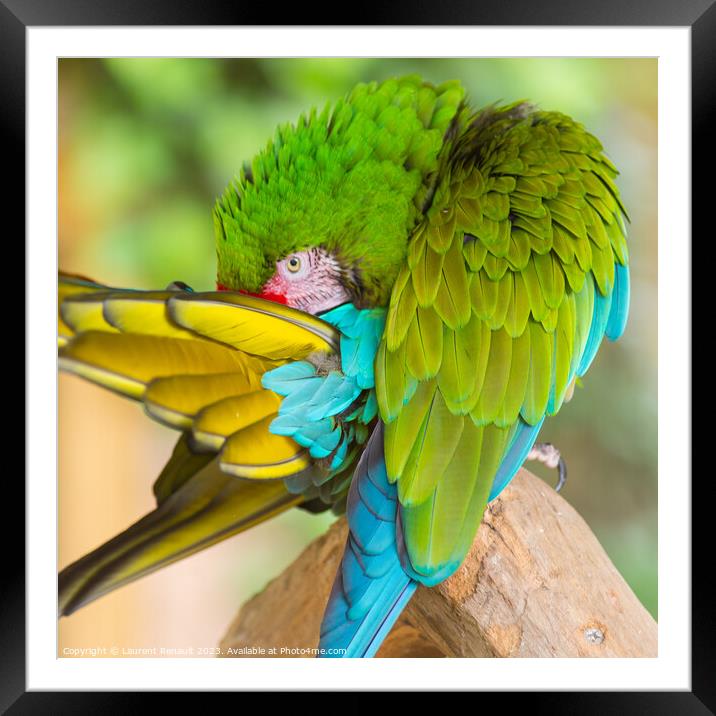 Military macaw (Ara militaris) in a strange position Framed Mounted Print by Laurent Renault