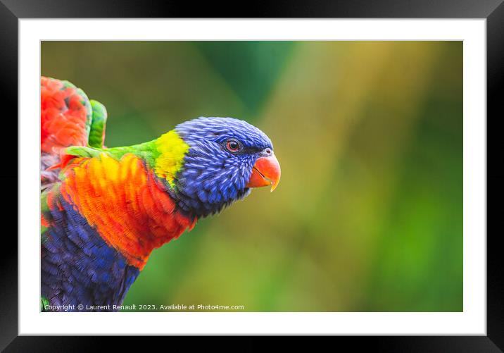 Rainbow Lorikeet parrot (Trichoglossus moluccanus) Framed Mounted Print by Laurent Renault