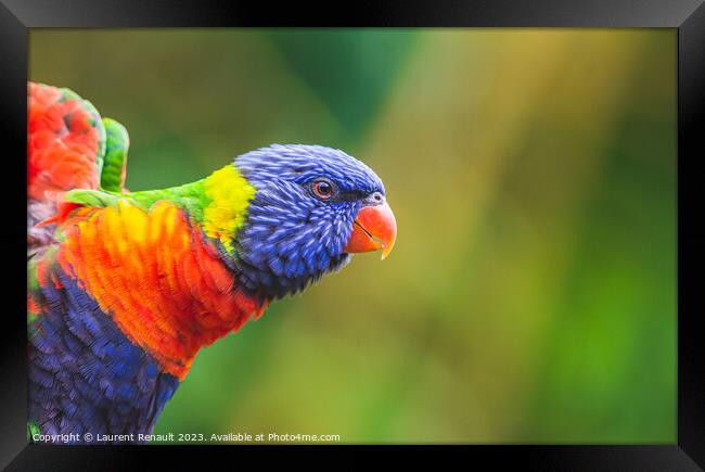 Rainbow Lorikeet parrot (Trichoglossus moluccanus) Framed Print by Laurent Renault