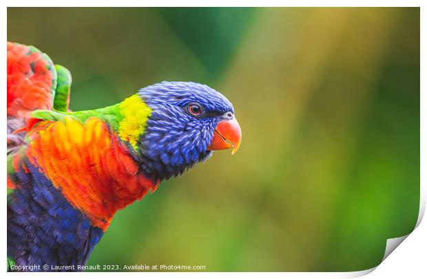 Rainbow Lorikeet parrot (Trichoglossus moluccanus) Print by Laurent Renault