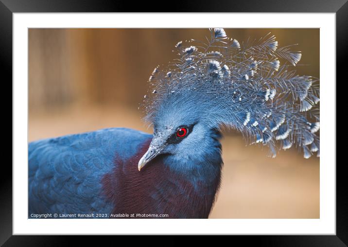 Victoria crowned-pigeon exotic bird Framed Mounted Print by Laurent Renault
