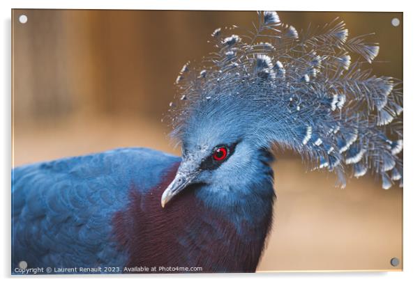 Victoria crowned-pigeon exotic bird Acrylic by Laurent Renault