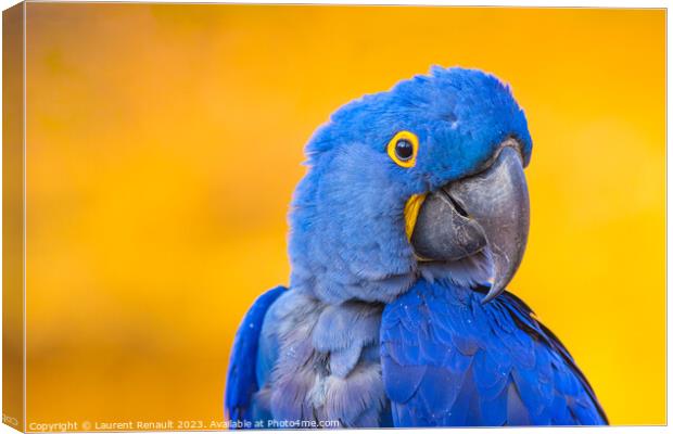 Portrait of big blue parrot, Hyacinth Macaw Canvas Print by Laurent Renault