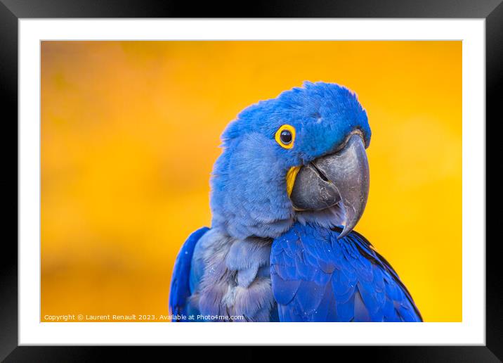 Portrait of big blue parrot, Hyacinth Macaw Framed Mounted Print by Laurent Renault