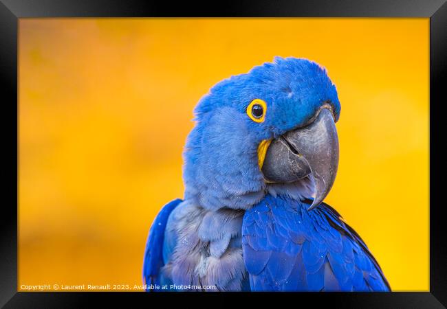 Portrait of big blue parrot, Hyacinth Macaw Framed Print by Laurent Renault