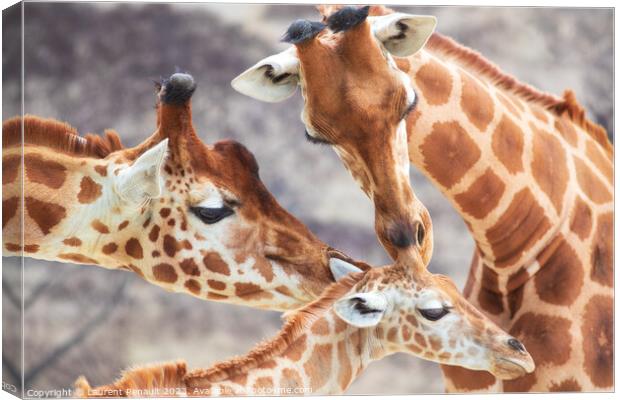 Close-up of family of giraffes in a gorgeous touching moment Canvas Print by Laurent Renault