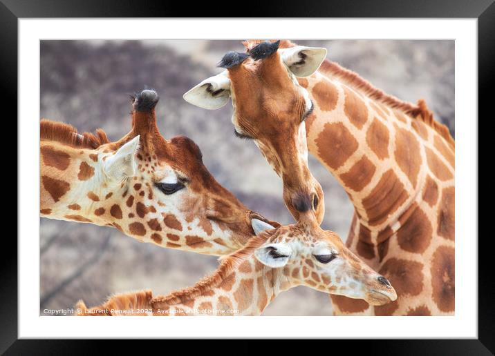 Close-up of family of giraffes in a gorgeous touching moment Framed Mounted Print by Laurent Renault