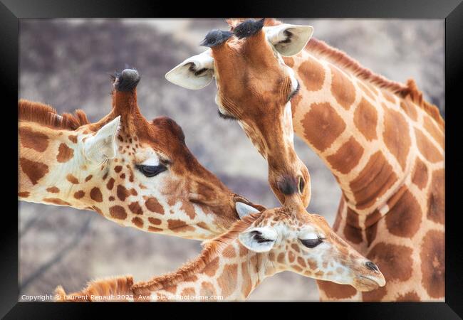 Close-up of family of giraffes in a gorgeous touching moment Framed Print by Laurent Renault