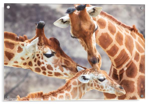 Close-up of family of giraffes in a gorgeous touching moment Acrylic by Laurent Renault