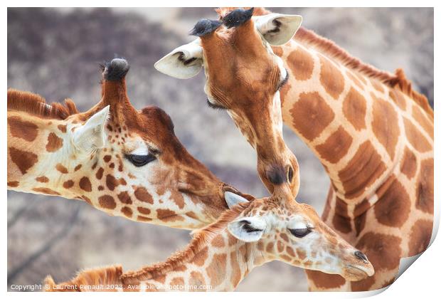 Close-up of family of giraffes in a gorgeous touching moment Print by Laurent Renault