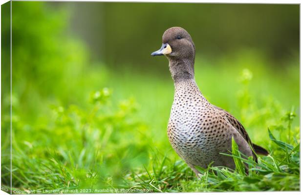 Yellow-billed Pintail duck (Anas georgica) Canvas Print by Laurent Renault